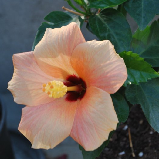 Hibiscus rosa-sinensis